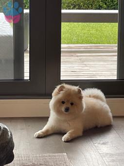 Pomeranian Boo Bon Bon İçin Eş Arıyoruz