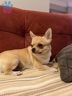 Chihuahua 1.5 Yaşındaki Hector’a Eş Arıyorum