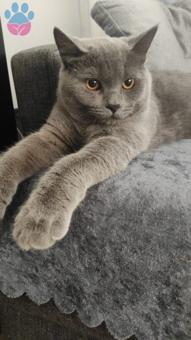 British Shorthair 11 Aylık Oğluma Acil Eş Arıyoruz