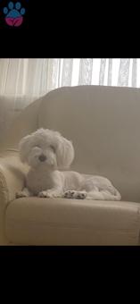 Maltipoo Oğlumuz Yodaya Dişi Arıyoruz