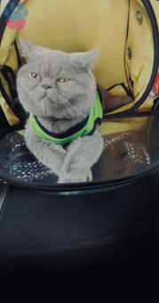 British Shorthair 9 Aylık Kedime Eş Arıyorum