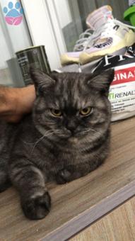 British Shorthair Oğluma Eş Arıyorum 9 Aylık