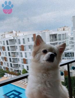 Pomeranian Boo 3 Yaşında Köpeğime Eş Arıyorum