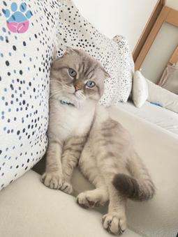 Scottish Fold 1.5 Yaşında Kedimize Eş Arıyoruz