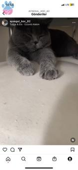 British Shorthair 1 Yaşında Kedime Eş Arıyorum