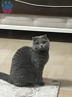 British Shorthair 1 Yaşında Kızgınlıkta Acil Kedime Eş Arıyorum