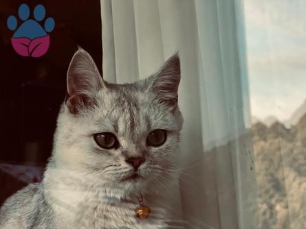 British Shorthair Oğlumuza Eş Aranıyor