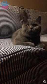 British Shorthair Oğlumuza Eş Aramaktayız