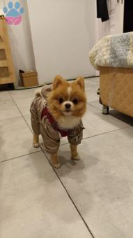 Pomeranian Boo 1.5 Yaşında Köpeğime Eş Arıyorum