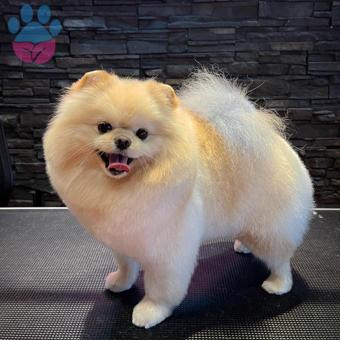 Pomeranian Boo 3 Yaşındaki Oğluma Dişi Arıyoruz