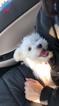 Maltese Terrier 1.5 Yaşında Oğluma Eş Arıyorum