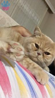 British Shorthair Oğluma Eş Arıyorum