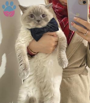 British Shorthair 2 Yaşında Oğluma Acil Eş Aranıyor