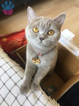 British Shorthair Kızıma Eş Arıyorum 12 Aylık