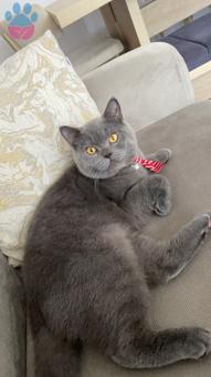 British Shorthair Yakışıklı Oğluşumuza Gelin Arıyoruz