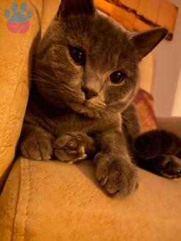 British Shorthair 11 Aylık Oğluma Eş Arıyorum