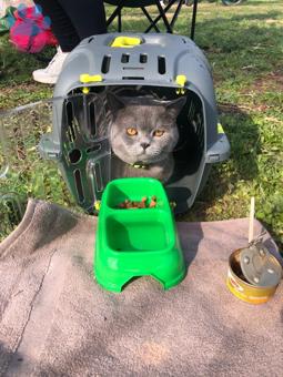 British Shorthair Oğlumuza Eş Arıyoruz