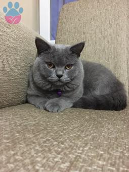 British Shorthair 10 Aylık Yakışıklı Oğluma Eş Arıyorum