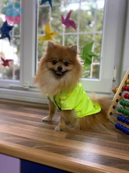 Pomeranian Boo 2 Yaşında Oğluma Eş Arıyorum