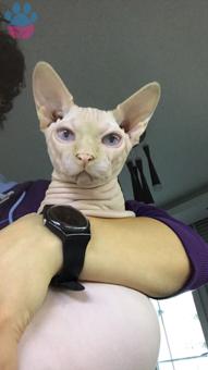 Sphynx Cinsi Oğlum Loki ye Eş Arıyoruz :)