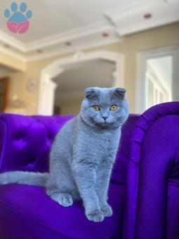 Scottish Fold Kedim 8 Aylık Kızgınlıkta