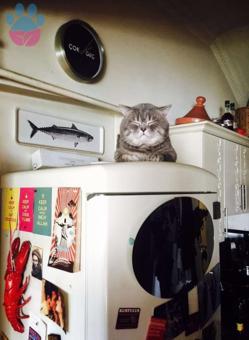 British Shorthair Oğlumuza Eş Arıyoruz