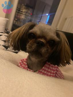 Shih Tzu Cinsi Blair ? Kızımız İçin Eş Arıyoruz