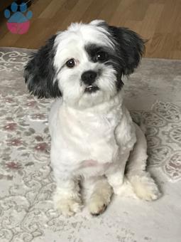 Shih Tzu Kızımıza Eş Arıyoruz 1 Yaşında