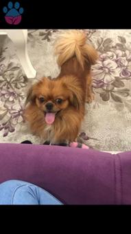 Pekinez Cinsi Oğlumuza Eş Arıyoruz