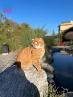 Scottish Fold Kaju İçin Dişi Arıyoruz