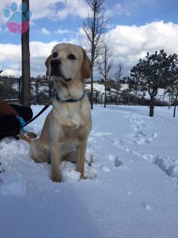 Golden Retriever Gofret Oğluma Eş Arıyorum