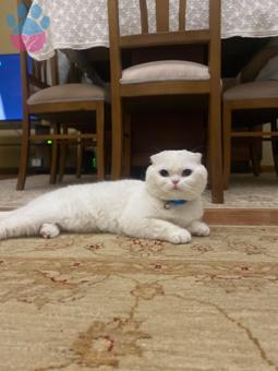 Scottish Fold Oğlumuza Eş Arıyoruz