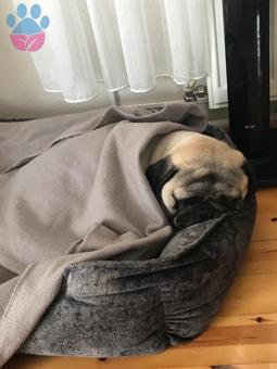 Pug Oğluma Dişi Eş Arıyorum 6 Yaşında