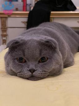 Scottish Fold Leo Bey Eş Arıyoruz