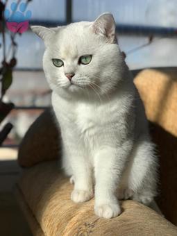 4 Yaşında British Shorthair Silver Oğluma Eş Arıyorum