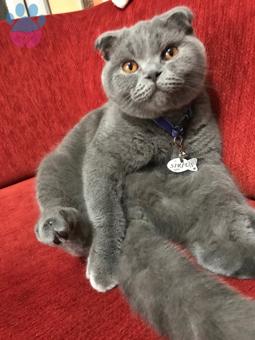 Yakışıklı Scottish Fold Oğluma Eş Arıyor