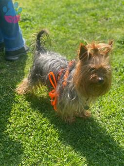 Yorkshire Terrier Oğlumu Çiftleştirmek İstiyorum