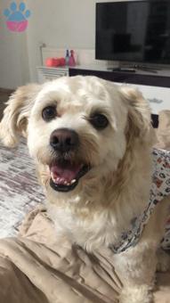 Maltese Terrier Oğluşuma Eş Arıyorum