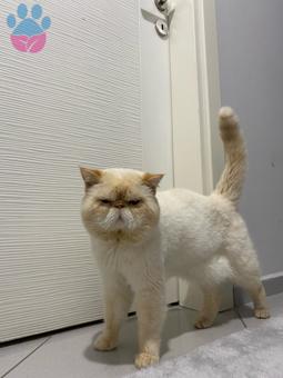 Exotic Shorthair Kedimiz İçin Eş Arıyoruz