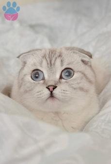 Scottish Fold 14 Aylık Kızıma Eş Arıyorum