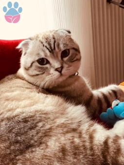 Scottish Fold Oğluma Eş Arıyorum