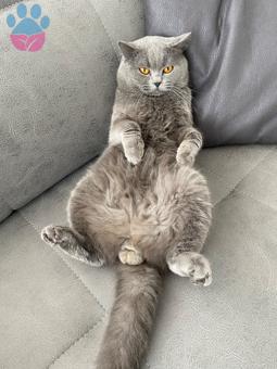 British Shorthair Oğlum Eş Arıyor