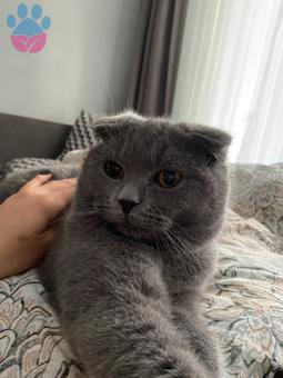 Scottish Fold Kırık Kulak Kedime Eş Arıyorum