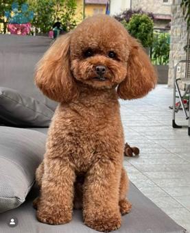 Toy Poodle Ares İçin Dişi Eş Arıyorum