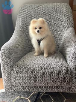 2 Yaşında Pomeranian Boo Dişi Eş Arıyoruz