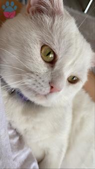 British Shorthair Asil Oğluma Eş Arıyorum