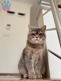 British Shorthair 10 Aylık Zivo&#8217;ya Eş Arıyoruz