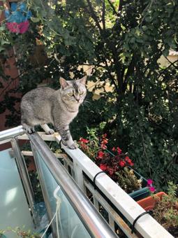 British Shorthair Oğlumuza Dişi Adayı Arıyoruz