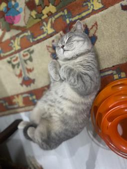 British Shorthair Miya Eş Arıyor