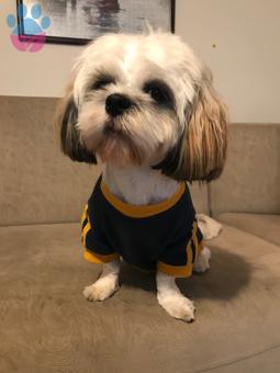 Shih Tzu 1 Yaşında Oğlumuza Eş Arıyorum